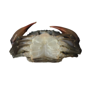 Whole Clean Soft Shell Mud Crab