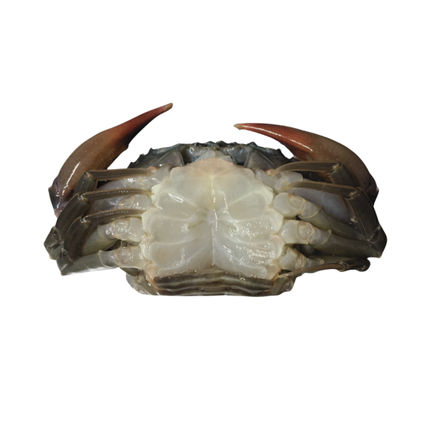 Whole Clean Soft Shell Mud Crab - Image 1