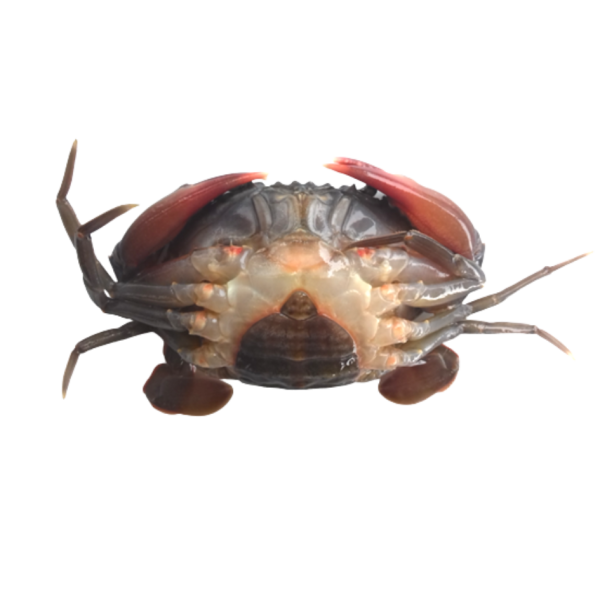 Whole Round Soft Shell Mud Crab - Image 1